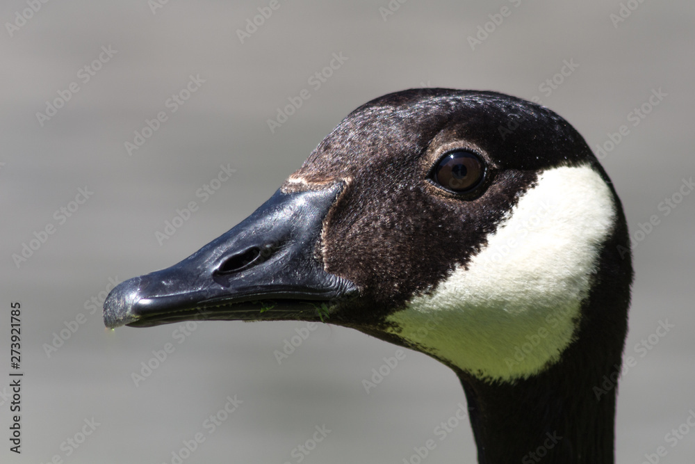 close up of a Canadian Goose (Branta canadensis) on the shore close up of a Canadian Goose (Branta canadensis) on the shore