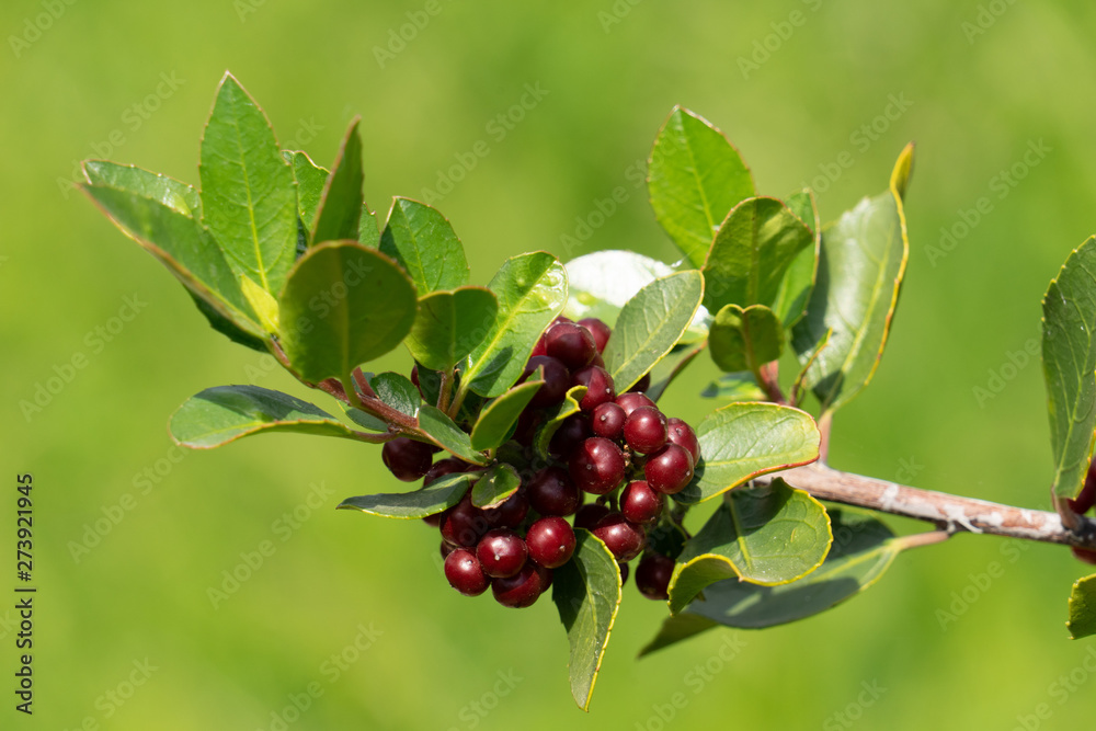dunkelrot glänzende Beeren eines wildwachsenden Feuerdorns dunkelrot glänzende Beeren eines wildwachsenden Feuerdorns