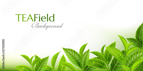 Green tea leaves background. Horizontal banner with fresh tea branches on the soft backdrop. Vector illustration with decorative corner from realistic design elements.