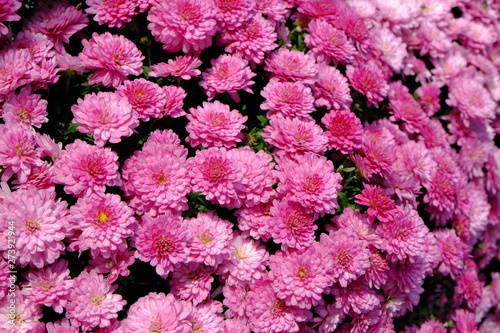 Pink common chrysanthemum © jeffleen