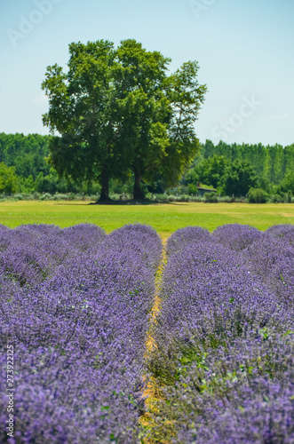 Lavender field in Edirne City, Turkey