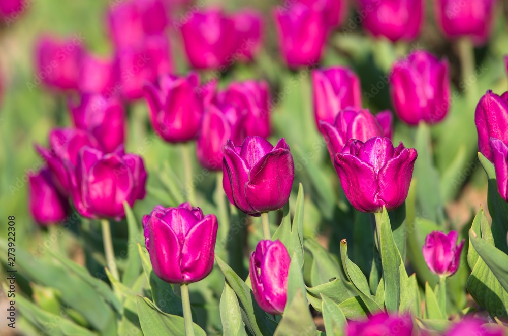 Wild purple tulips on a glade on a sunny day.