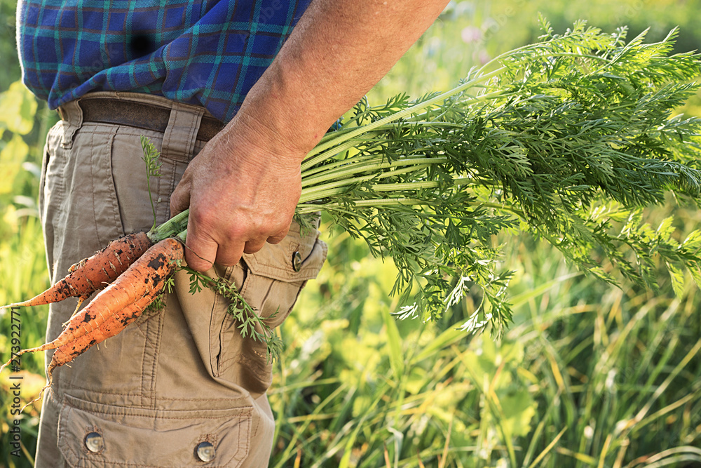 Obraz premium Farmer holding fresh, organic carrot