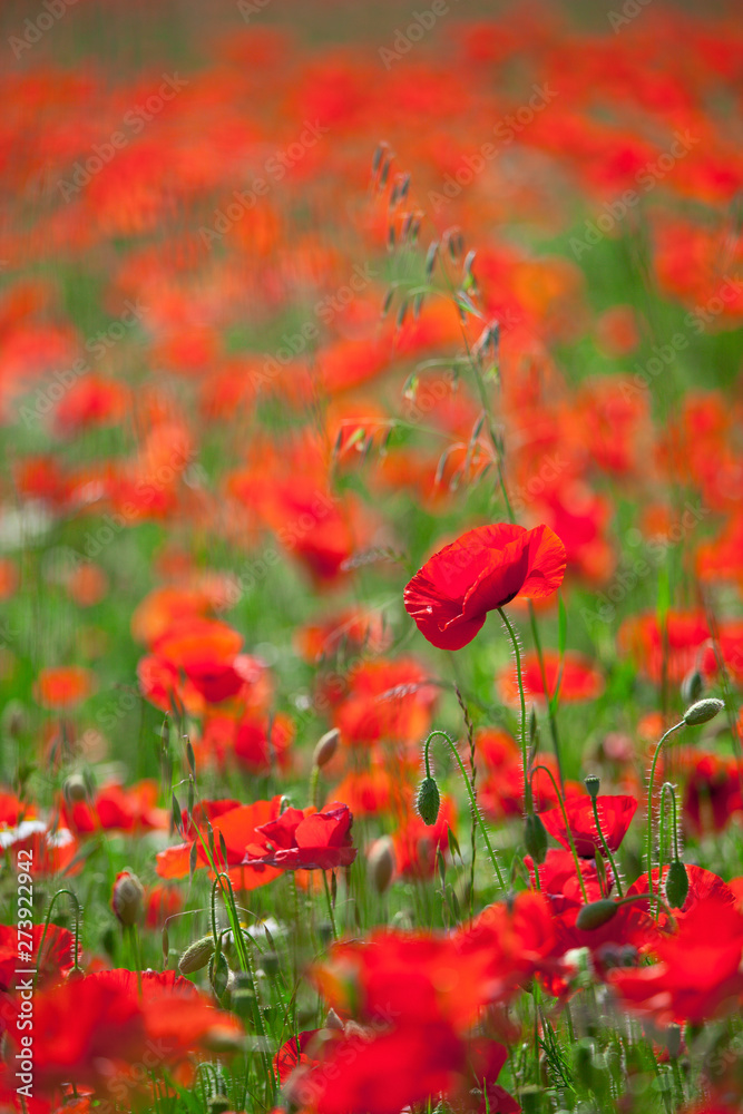 Fototapeta premium Coquelicots rouge au printemps dans les champs