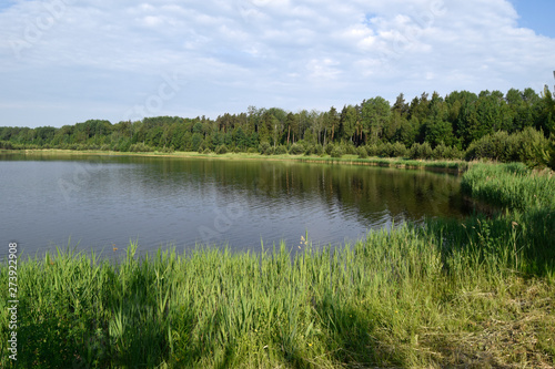  Natural landscape of Belarus and Russia. Summer, day, lake. The cane and the wood grow along the coast of the lake