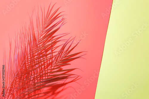 Tropical palm leaves in backlight on coral and blue background.