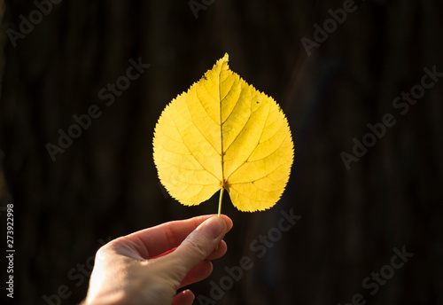 Autumn heart shaped leaf in the hand on the dark background