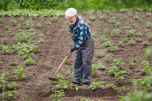 Removing weeds from soil of potatoes  Senior elderly man wielding hoe in vegetable garden