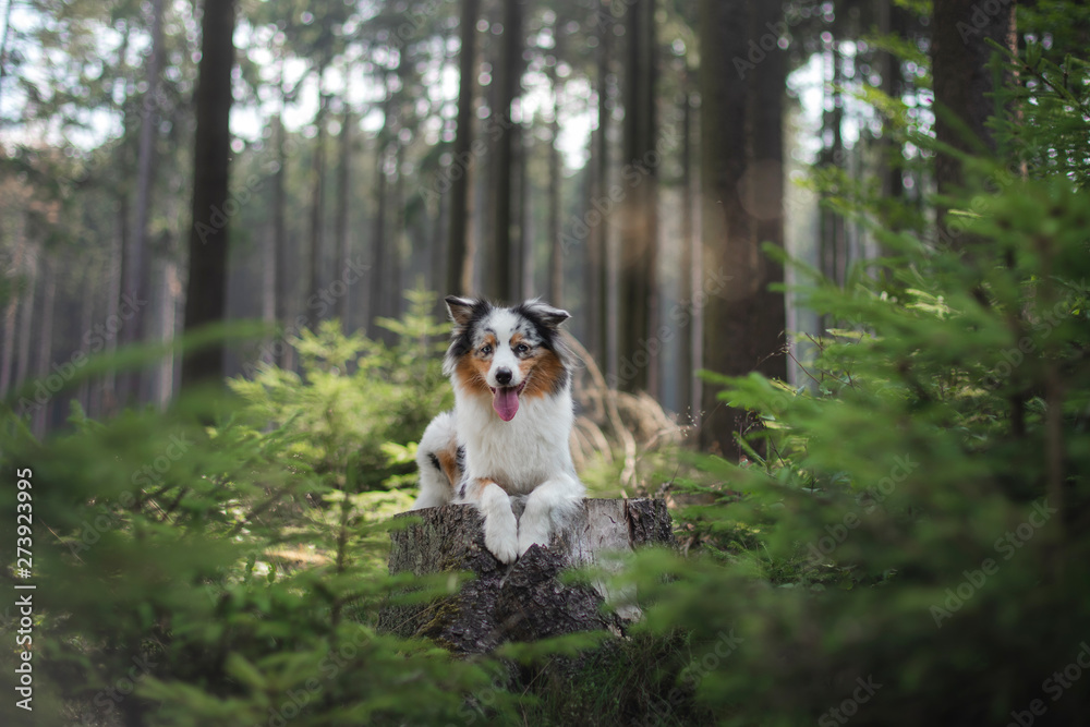 Australian Shepherd dog in the forest. pet for a walk on nature Australian Shepherd dog in the forest. pet for a walk on nature