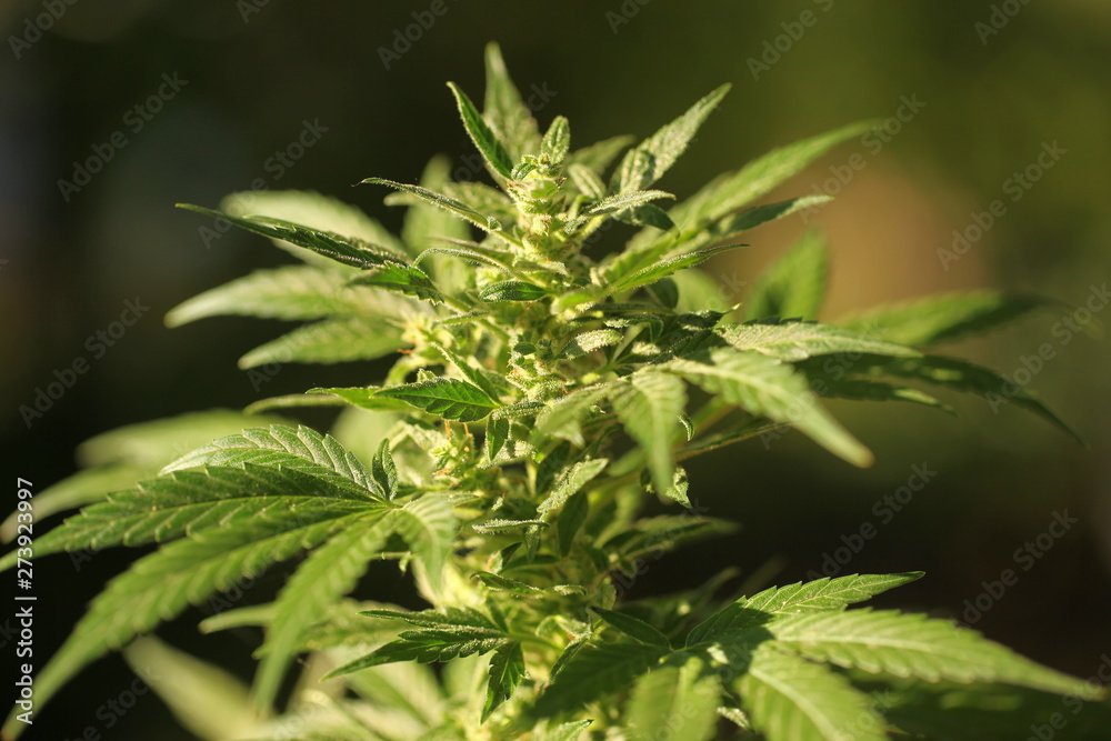blossom hemp medical cannabis blossom hemp medical cannabis