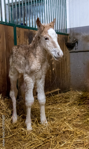 Neugeborenes Fohlen erstmals stehend im Stall © Ingeborg Zeh