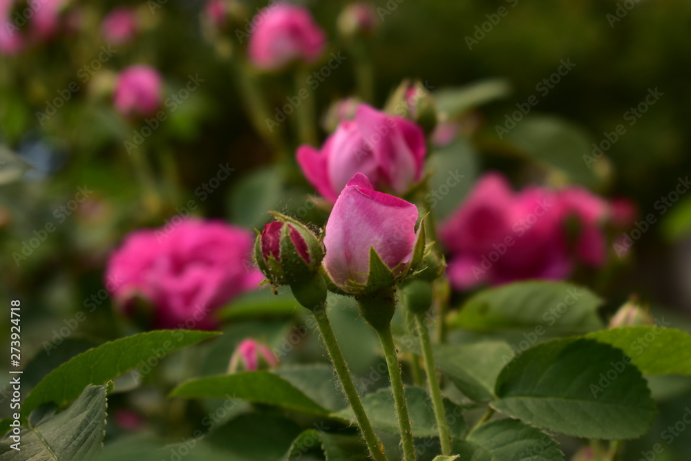 Pink roses in sun light