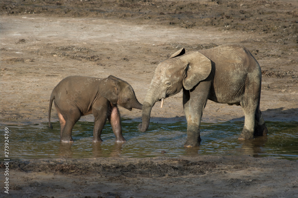 Mother and baby African Forrest Elephant at the Dzangha Bai in the Central African Republic. Mother and baby African Forrest Elephant at the Dzangha Bai in the Central African Republic.