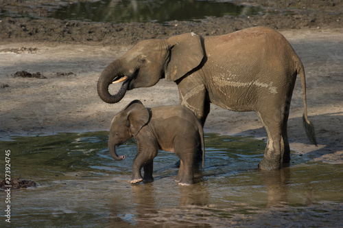 Mother and baby African Forrest Elephant at the Dzangha Bai in the Central African Republic.