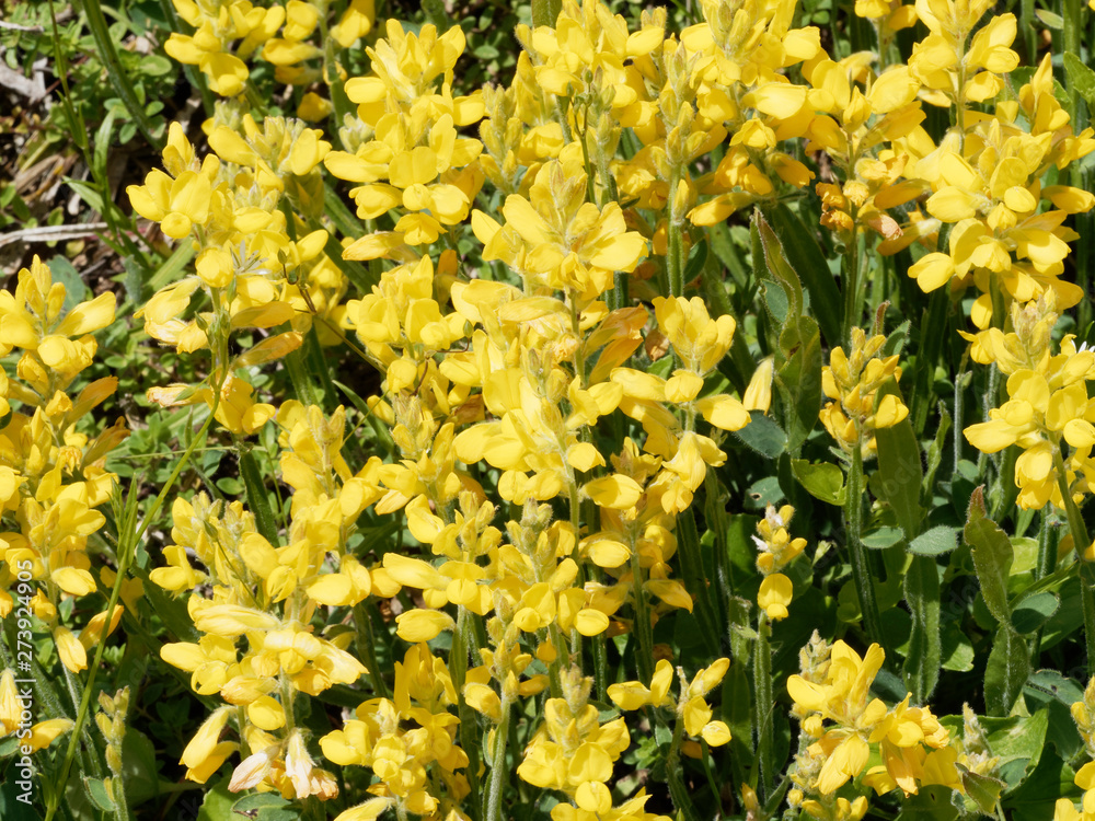 Obraz premium Genista sagittalis - Genêt ailé ou genistrelle aux fleurs jaunes en grappes sur de petites tiges