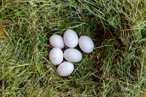 White bird eggs lie in the green grass close-up