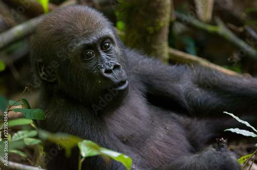 Juvenile western lowland gorilla in the rain forrest of Bai Hokou in The Central African Republic. © Kelly