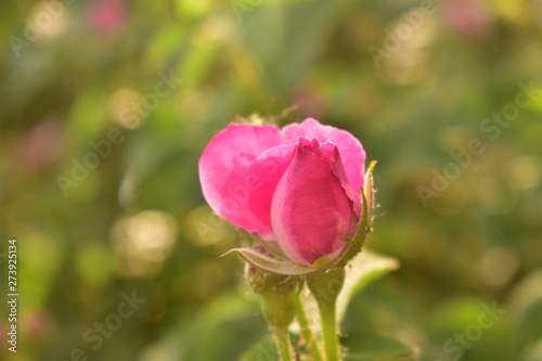 Pink roses in sun light