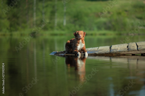 red dog on a wooden bridge on the lake. Nova Scotia Duck Tolling Retriever in nature