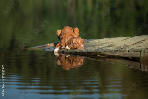 red dog on a wooden bridge on the lake. Nova Scotia Duck Tolling Retriever in nature © annaav