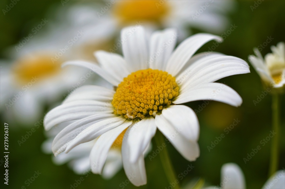 Close-up image of an Oxeye Daisy (Leucanthemum vulgare) Close-up image of an Oxeye Daisy (Leucanthemum vulgare)