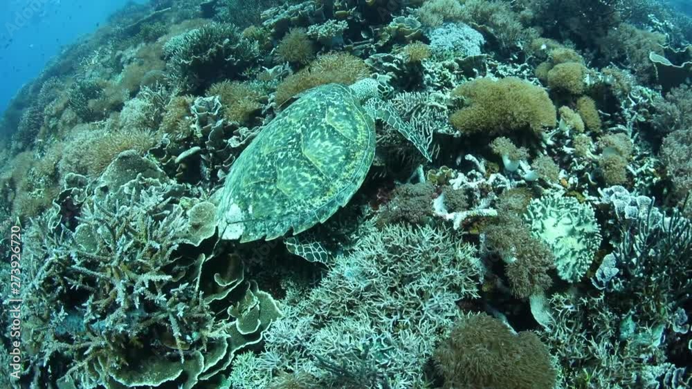 A Hawksbill sea turtle, Eretmochelys imbricata, feeds on invertebrates amid a shallow coral reef in Komodo National Park, Indonesia. This reptile is a critically endangered species. A Hawksbill sea turtle, Eretmochelys imbricata, feeds on invertebrates amid a shallow coral reef in Komodo National Park, Indonesia. This reptile is a critically endangered species.