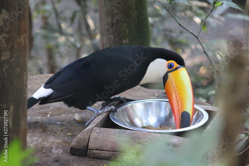 Toucan