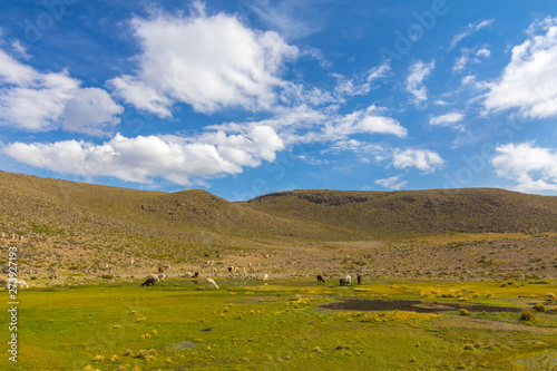 Landscape with alpacas in Arequipa, Peru