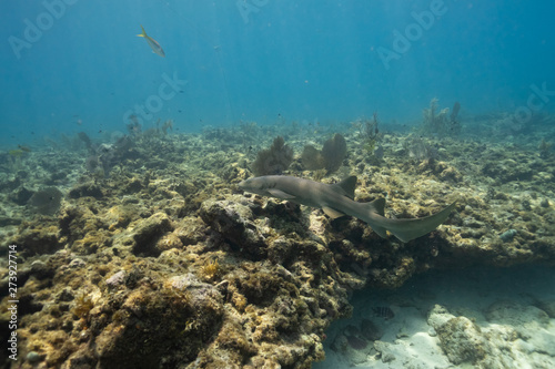 Nurse Shark at Snappers Reef in Florida Keys