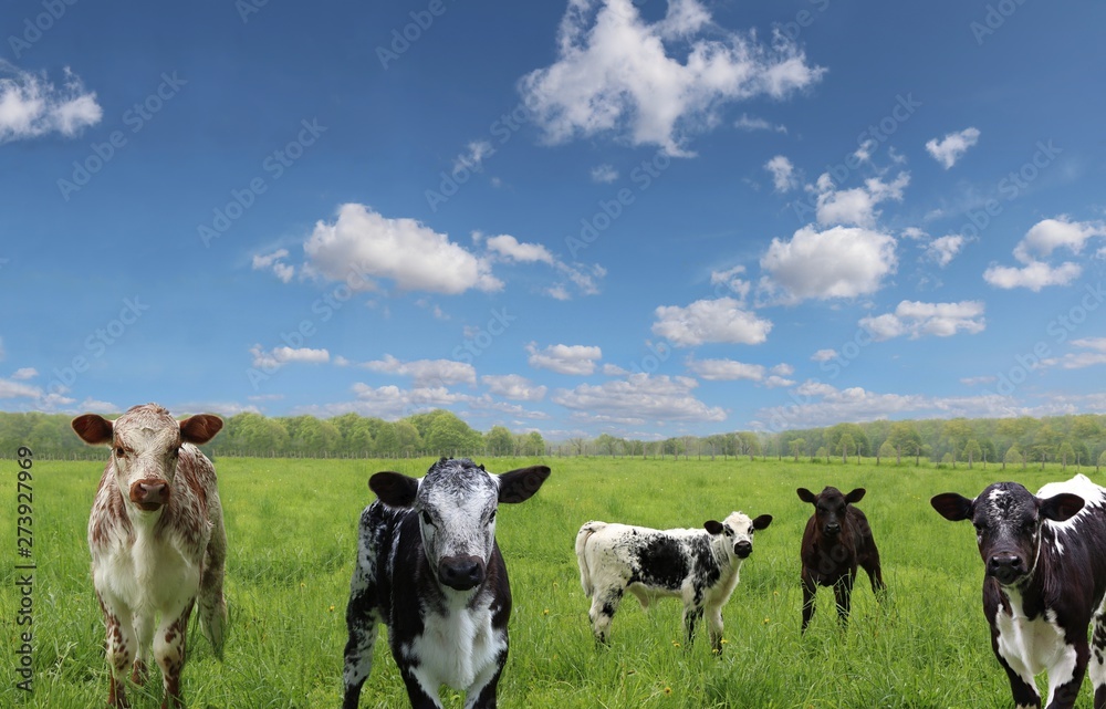Group of speckled mottled multi-colored roan calves in the filed with blue sky and fluffy clouds