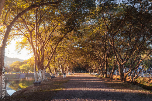 Beautiful walkway in a park hit by morning sunlight photo