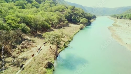 Aerial view of cows grazing off the banks of the Kokcha River in Afghanistan, located in the provinces of Badakhshan and Takhara.