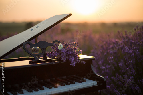 Fototapeta Butterfly on purple lavender flowers, against the background of the piano