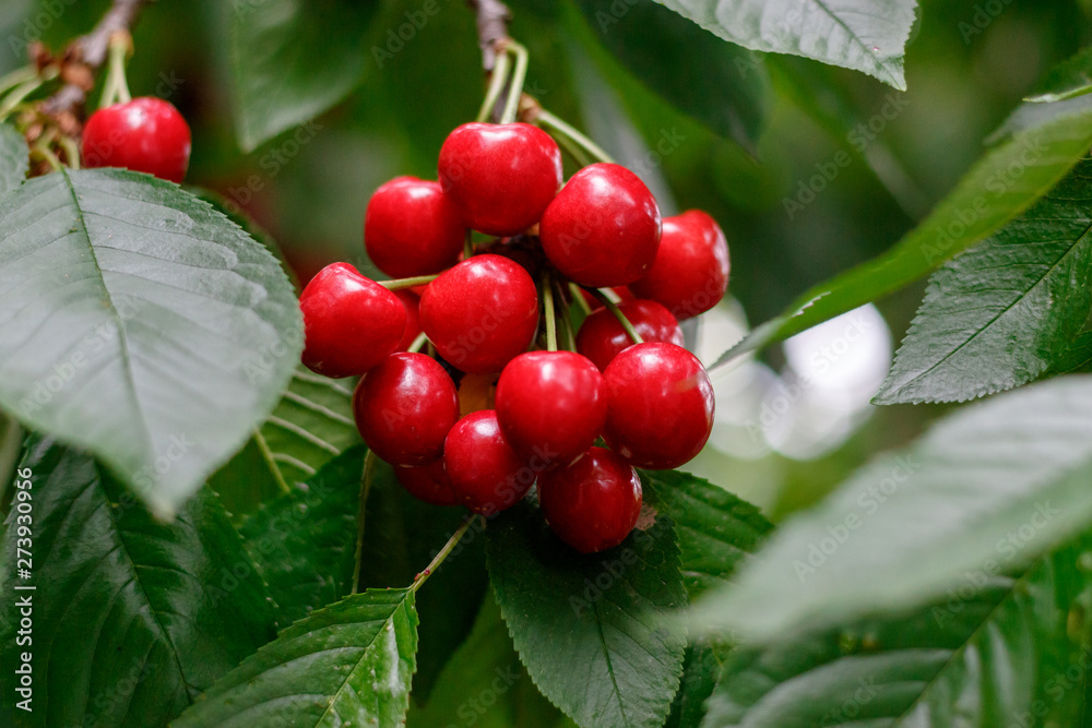 Red tasty sweet juicy Cherry on the tree in the sunny garden Red tasty sweet juicy Cherry on the tree in the sunny garden