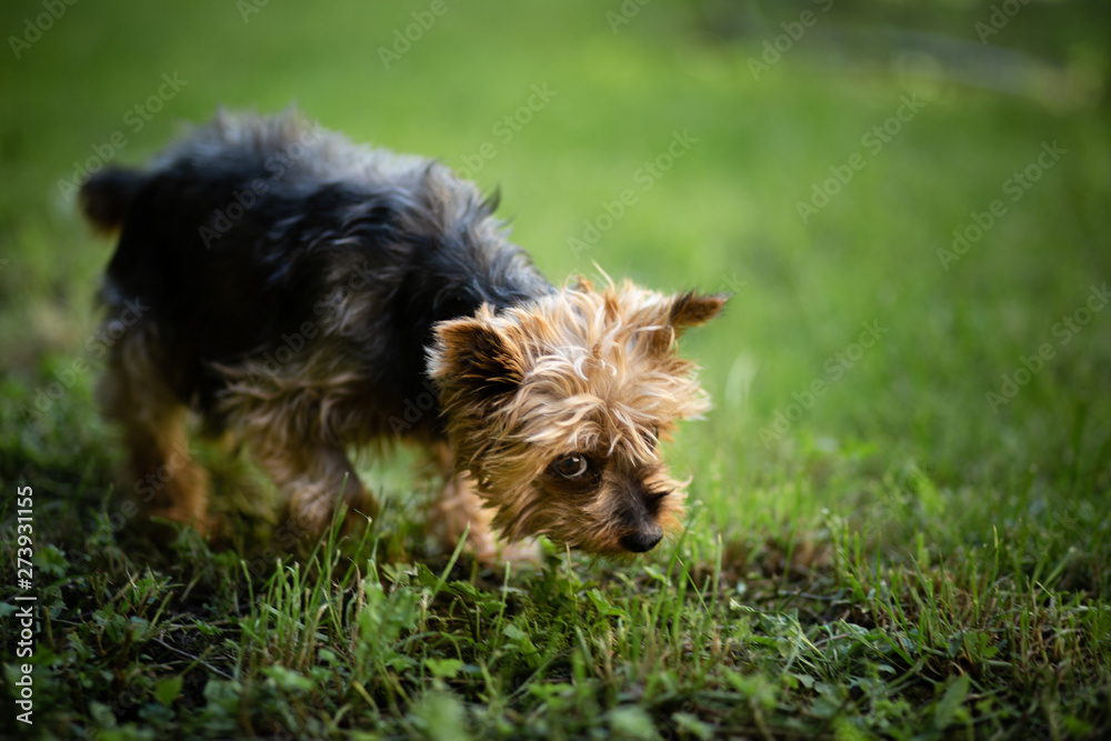 yorkshire terrier yorkshire terrier
