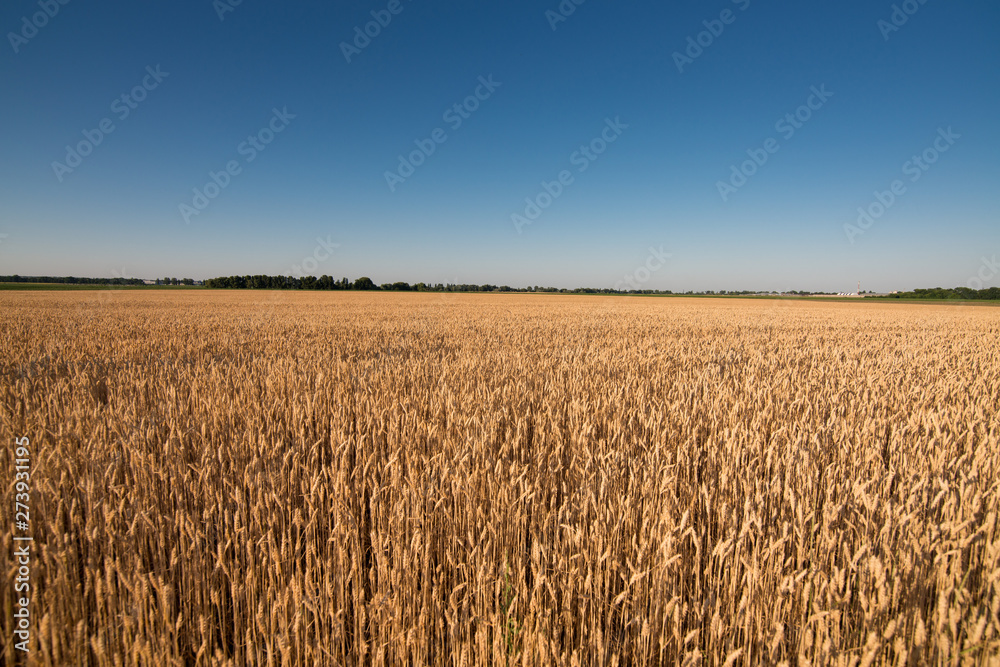 wheat field. beautiful field. spikelets of wheat. wheat harvest wheat field. beautiful field. spikelets of wheat. wheat harvest