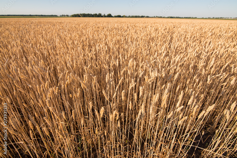 wheat field. beautiful field. spikelets of wheat. wheat harvest wheat field. beautiful field. spikelets of wheat. wheat harvest