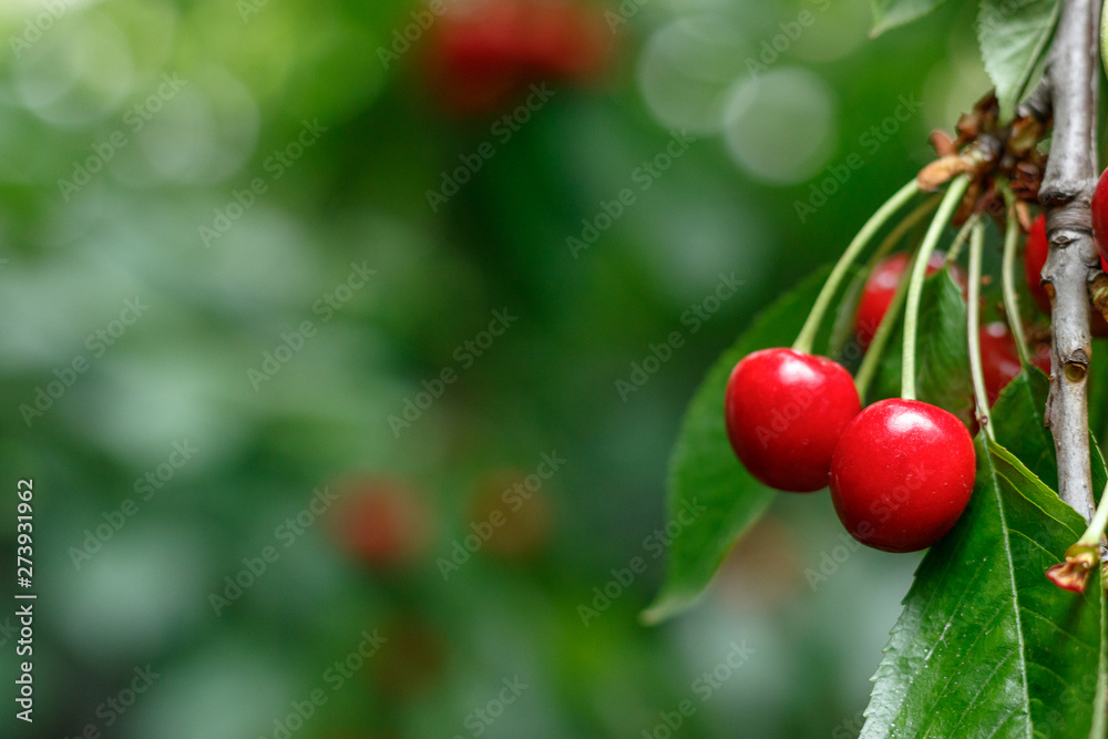 Red tasty sweet juicy Cherry on the tree in the sunny garden Red tasty sweet juicy Cherry on the tree in the sunny garden