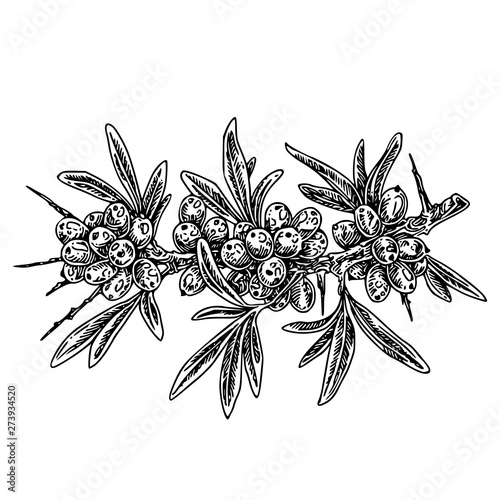 Sea buckthorn branch with berries, leaves and thorns. Sketch. Engraving style. Vector illustration.
