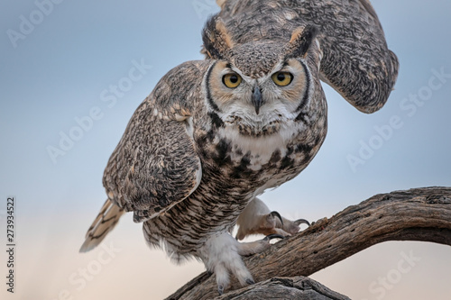 Great Horned Owl Unfurling Wings In Southern Arizona