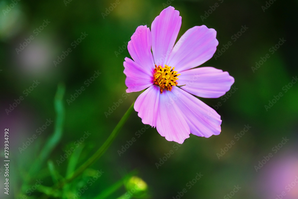 Elegant and simple cosmos flower Elegant and simple cosmos flower