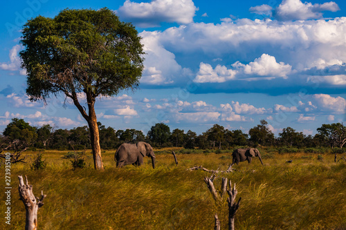 Clsoe up of African Bush Elephants walking on the road in wildlife reserve. Maasai Mara, Kenya, Africa.