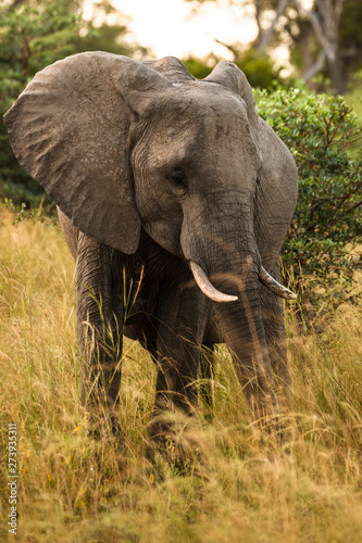 Clsoe up of African Bush Elephants walking on the road in wildlife reserve. Maasai Mara, Kenya, Africa.