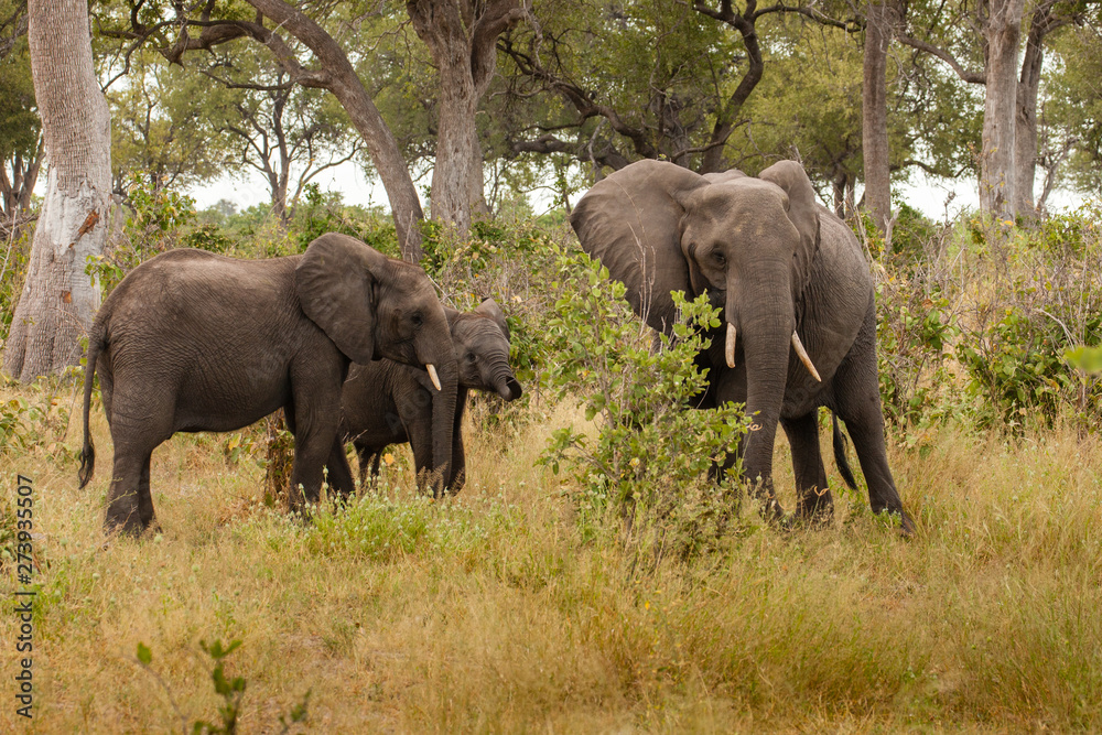 Clsoe up of African Bush Elephants walking on the road in wildlife reserve. Maasai Mara, Kenya, Africa.