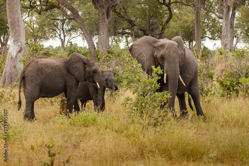 Clsoe up of African Bush Elephants walking on the road in wildlife reserve. Maasai Mara  Kenya  Africa.