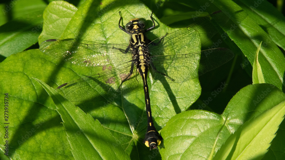 Fototapeta premium Dragonfly