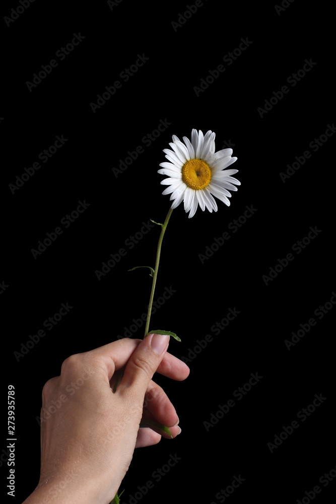 Chamomile in hand, close-up on a black background, one flower. Low key lighting. Chamomile in hand, close-up on a black background, one flower. Low key lighting.