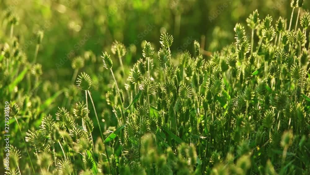 Grass bacjklit by the summer sun shuttering slow in the wind Grass bacjklit by the summer sun shuttering slow in the wind