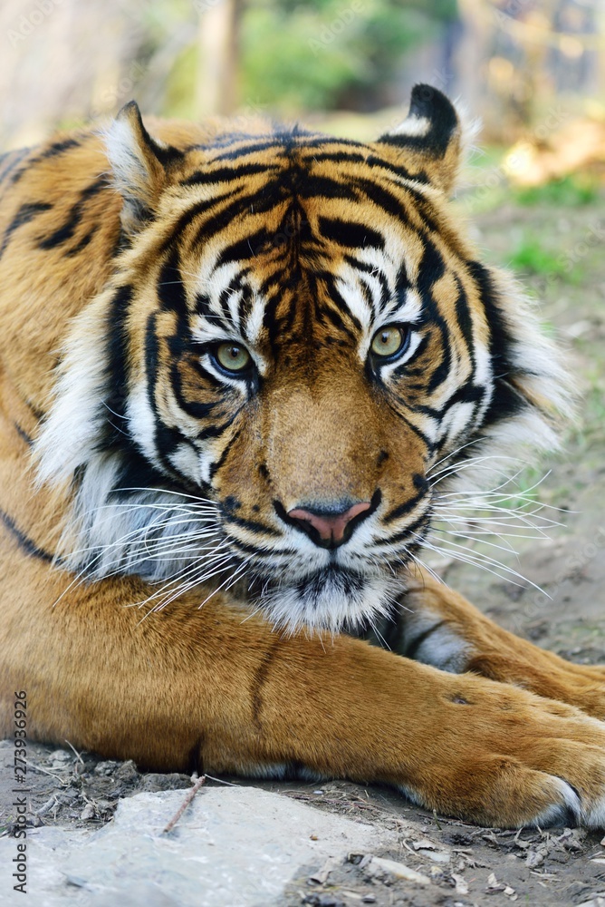 Fototapeta premium Sumatran Tiger, tiger head