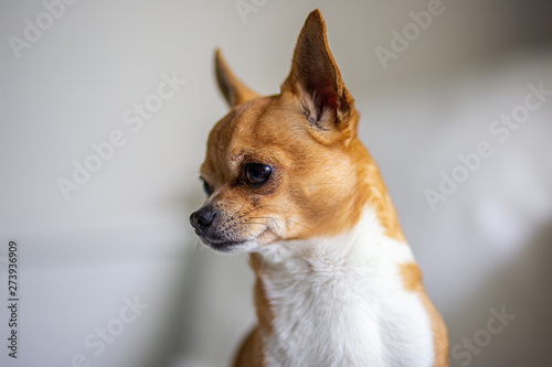 chihuahua on white background